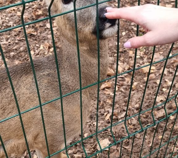 SportZania (СпортЗания) — обзор