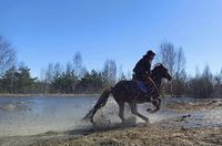 Отдохнём Верхом. Свободный галоп